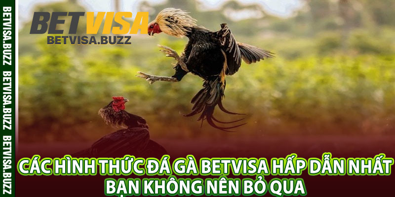 Các hình thức đá gà betvisa hấp dẫn nhất bạn không nên bỏ qua 