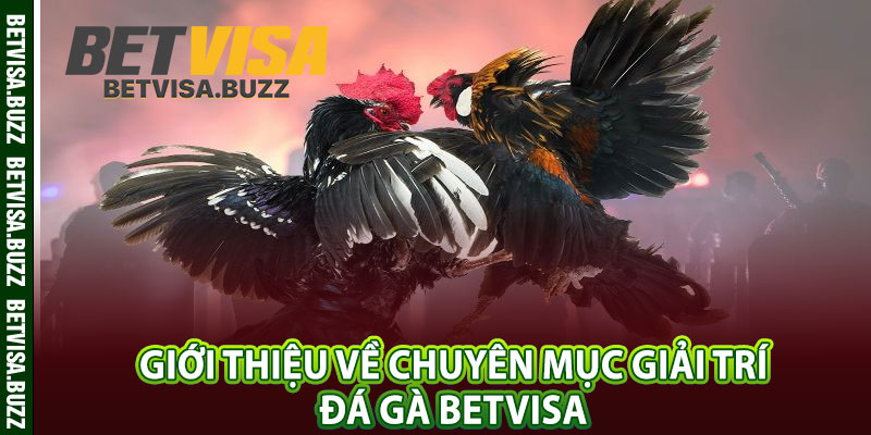 Giới thiệu về chuyên mục giải trí đá gà betvisa 