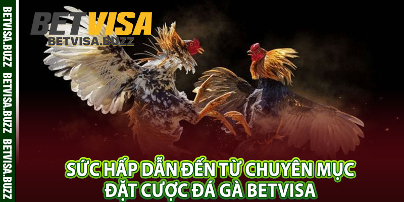 Sức hấp dẫn đến từ chuyên mục đặt cược đá gà betvisa 